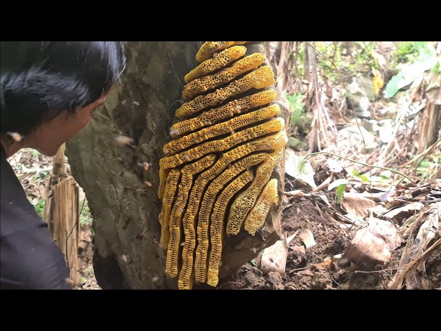 Swarm Of Wild Bees By The Stream, Survival Instinct, Wilderness Alone, survival, Episode 126