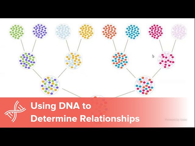Using DNA to Determine Relationships