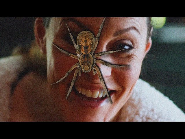 Spiders & More in Australia 🕷