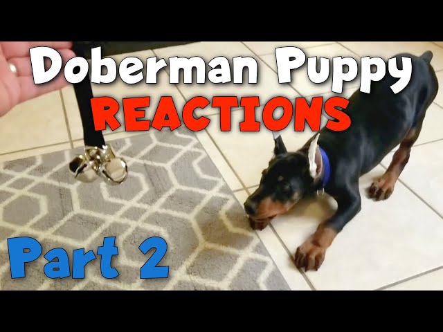Doberman Puppy Reacts to EVERYTHING (Part 2)