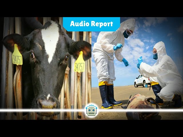 Bird Flu Spreading Through US Cattle Herds Raises Concerns of Potential Threat to Humans...