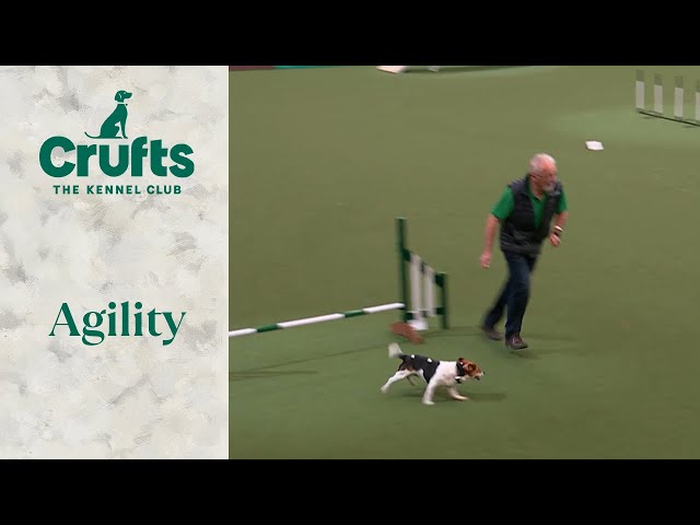 Spring Powered Jack Russell Terrier Bounces Through Agility | Crufts 2024