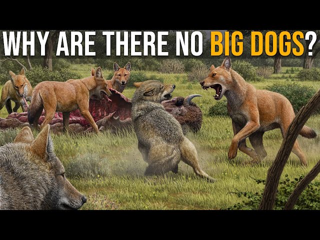 If There Are Big Cats, Why Are There No Big Dogs?