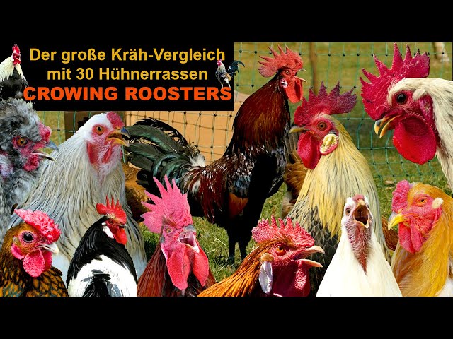 BIG ROOSTERS crowing compilation with 30 breeds of chickens: Brahma, Silkie, Orpington, Pekin bantam