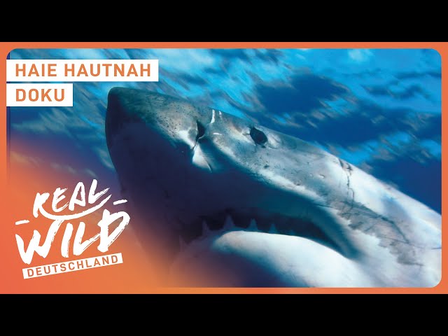 Spezialdoku: Der gefährlichste Hai | Giganten der Meere | Real Wild Deutschland