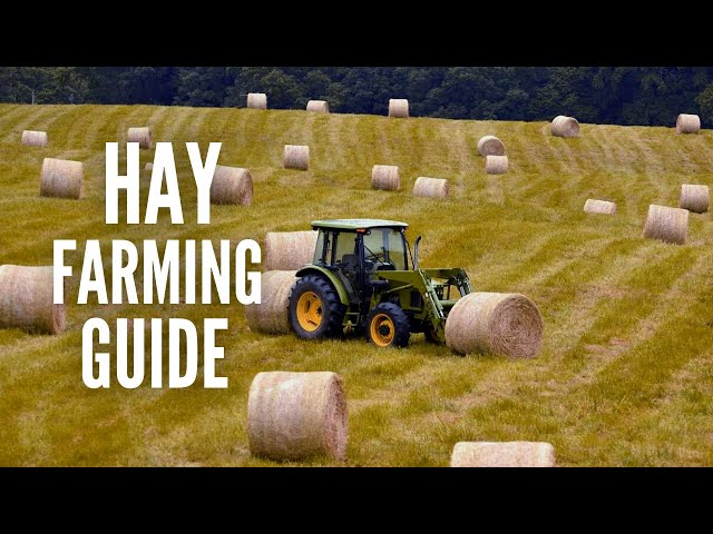 Hay Farming Essentials: A Comprehensive Guide to Growing Hay