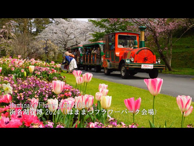 【Hamanako Flower Expo 2024】 Cherry blossoms in full bloom! Hamamatsu Flower Park!