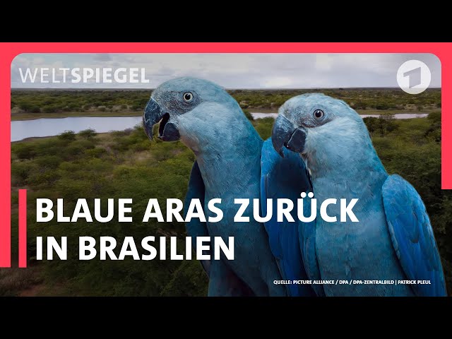 Brasilien: Erfolgreiche Papageien-Auswilderung
