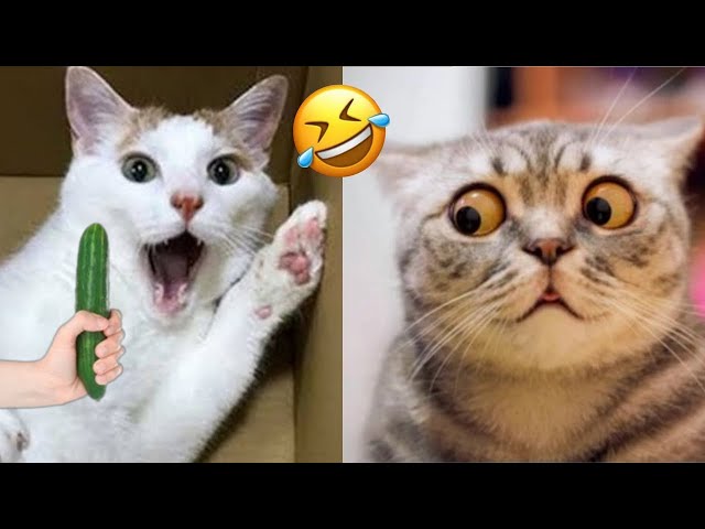 New Funny Animals 🤣 Adorable Cats and Dogs 😻🐶 Part 26