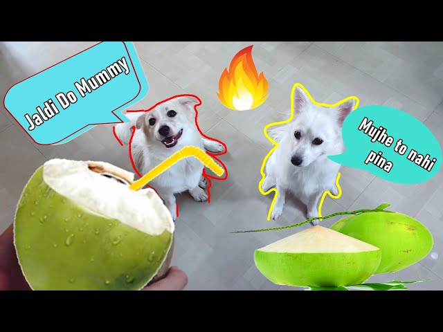 Riobaby Loves Coconut Water | Talking Dog Episode - One | Riobaby and Kulotobaby