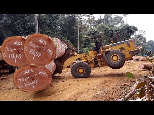 Dangerous Fastest Skills Powerful Forestry Machines, Logging Truck & Heavy Equipment Tree Felling
