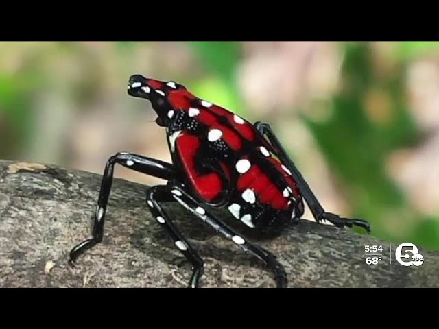 Spotted lanternfly found, reported, squashed in News 5 parking lot