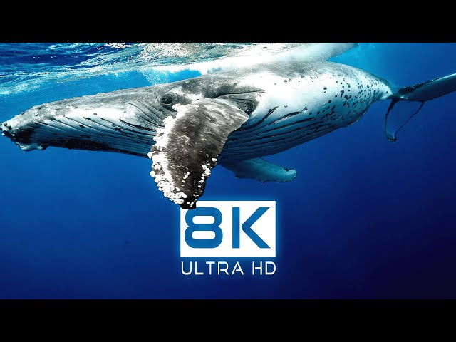 OCEAN LIFE: 8K Ultra HD Documentary | Cine Animals