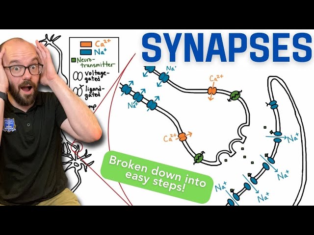 Synapses | Broken down into simple steps