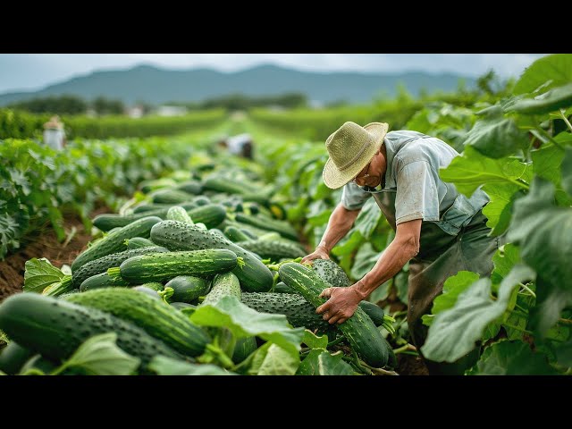 High-Yield Greenhouse Farming: Growing 69 Million Cucumbers with Advanced Agricultural Techniques