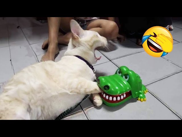 YOU LAUGH YOU LOSE 🤣 Best Funny Animals Video 2024 🤣