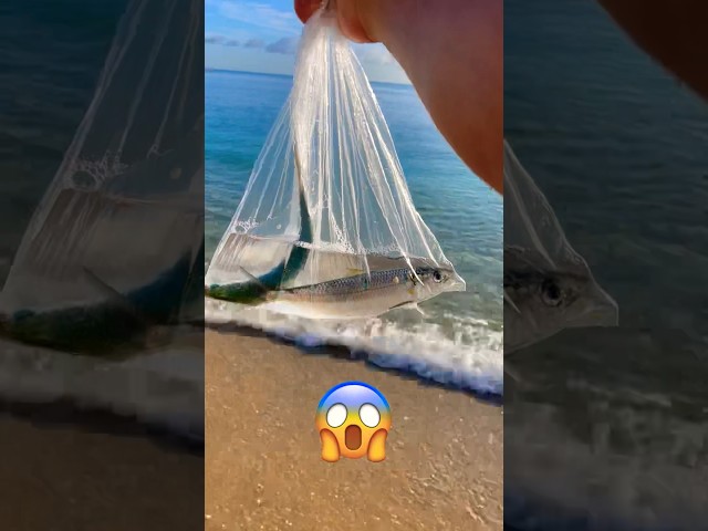 Saving two fish trapped in a plastic bag #shorts