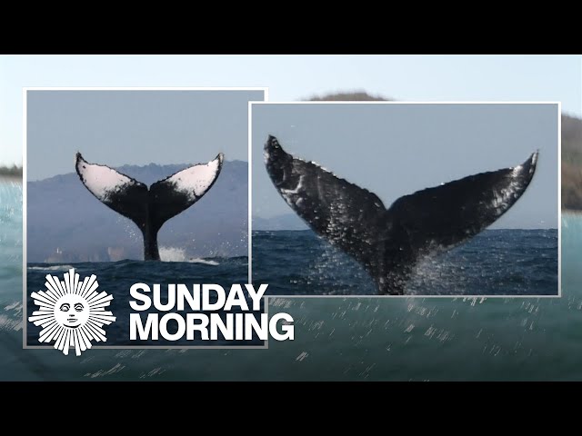 Identifying humpback whales online