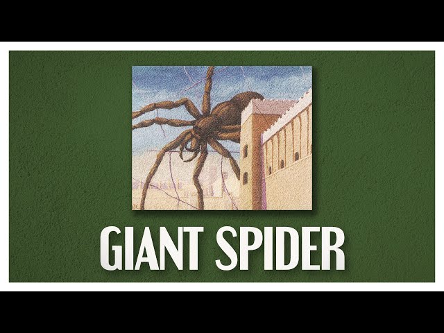 Watching the Spider's Web | The Story of Giant Spider