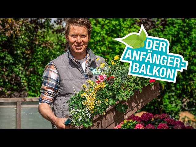 Balkonpflanzen und -blumen für Anfänger
