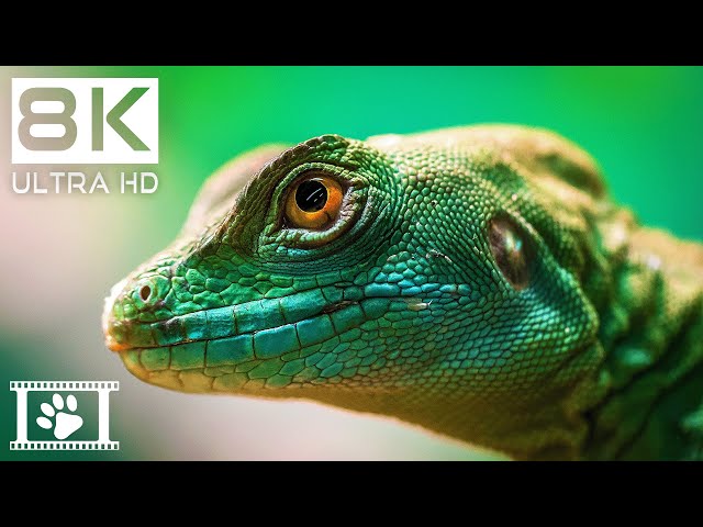 8K Animals • Stunning Details in 8K Ultra HD