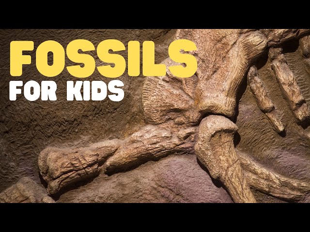 Fossils for Kids | Learn all about how fossils are formed, the types of fossils and more!