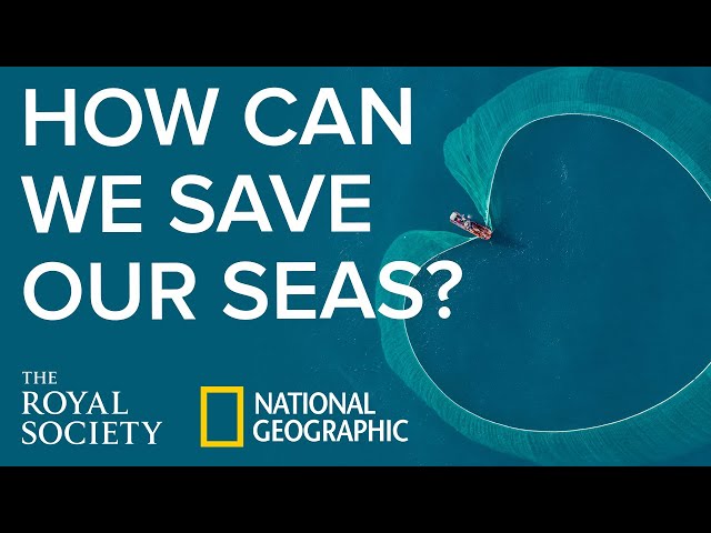 You and the Planet: how can we save our seas? | The Royal Society
