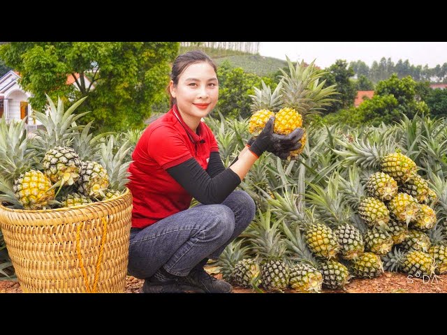 How to Harvest honey pineapple orchards to go to the market to sell & garden | Ly Thi Cam farm