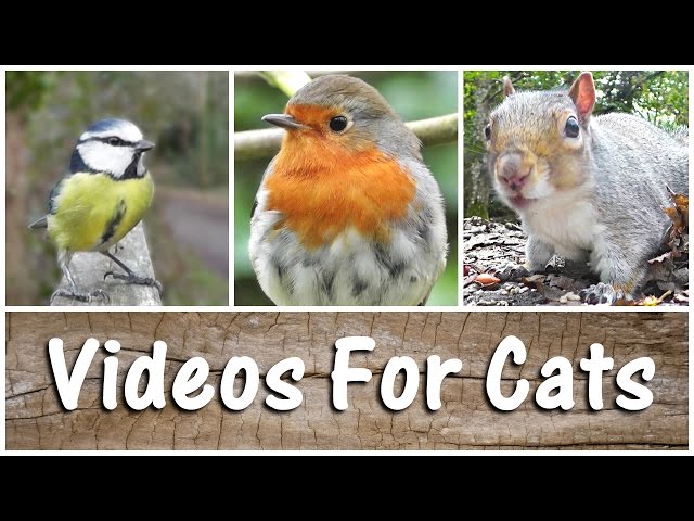 Videos For Cats to Watch Birds & Squirrels - The Ultimate Video for Your Cat