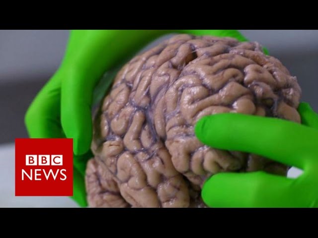Up close with a human brain - BBC News