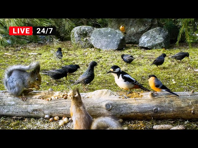 🔴24/7 Cat TV for Cats to Watch 😺Chirping Birds and Squirrels (4K HDR)
