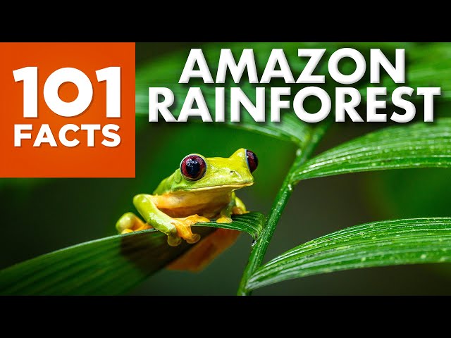 101 Facts about the Amazon Rainforest