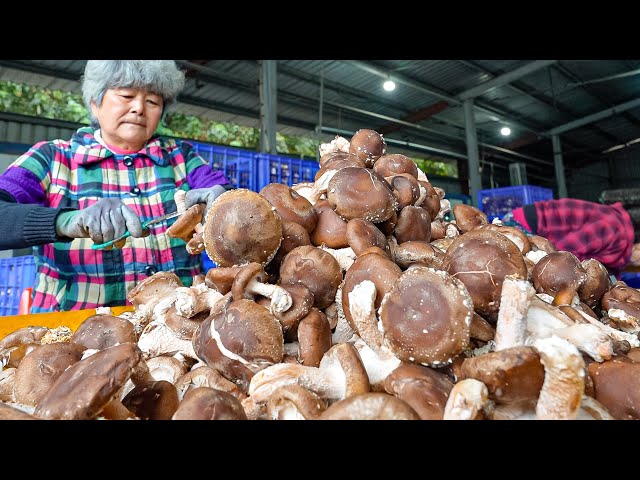 1500 kg per Day! Technological Mushroom Farming Factory / 黑早大菇 - Taiwan Food Factory