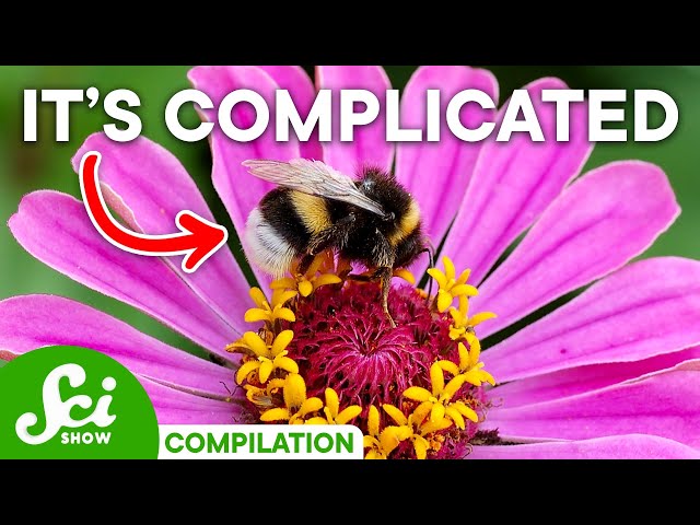 The Complicated Relationship Between Insects And Plants | Compilation