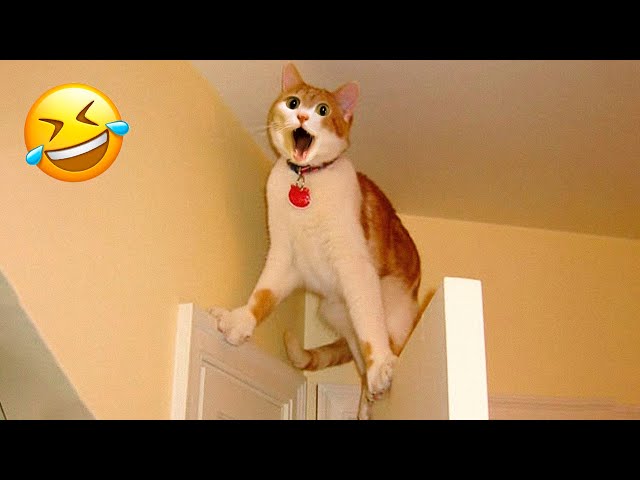 Funny Animal Videos 2023 😇 - Funniest Dogs and Cats Videos 😅 #4