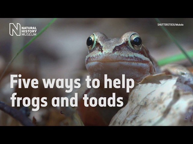 Five ways to help frogs and toads | Natural History Museum