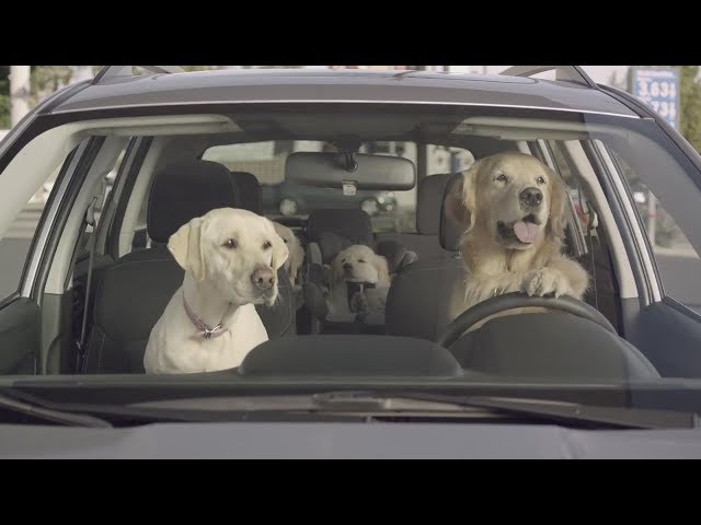 Funny Commercial Dog Road Trip Convenience Store Subaru