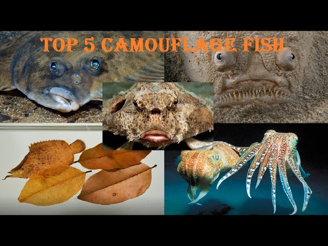 Top 5 Types of Fish With The Best Camouflage Ability - Top Camouflage Fish