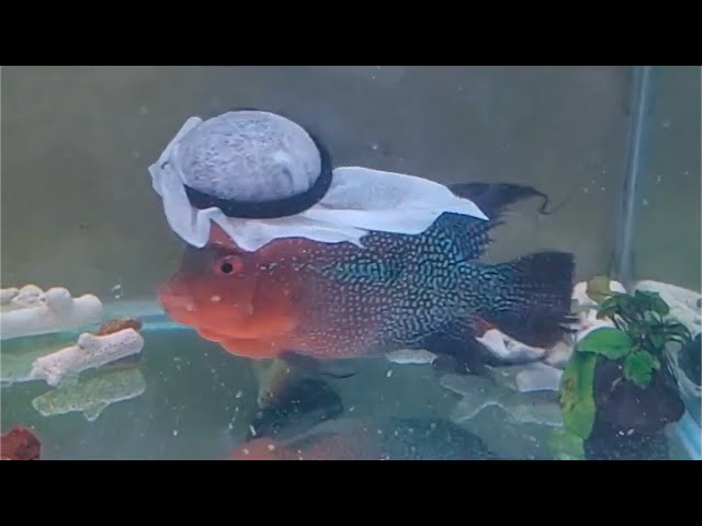 Dubai's Crazy Aquariums and Fish #Only in Dubai