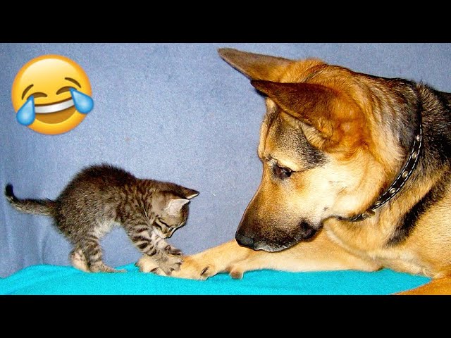 Funniest Cats And Dogs 😹🐶 Funny Animals 303