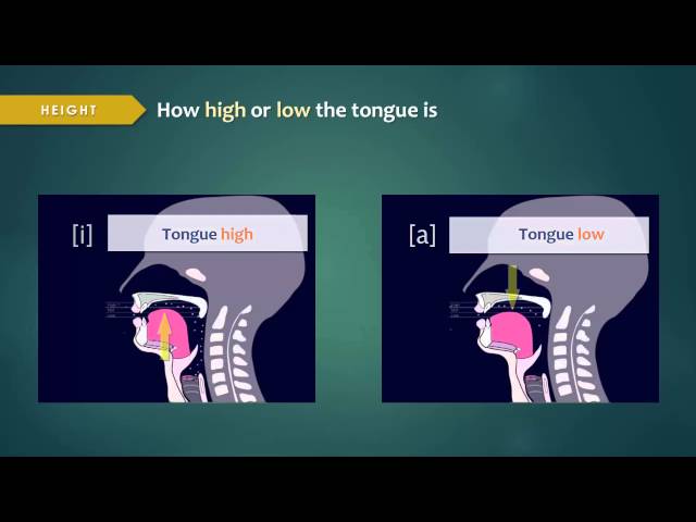 Introduction to Articulatory Phonetics (Vowels)