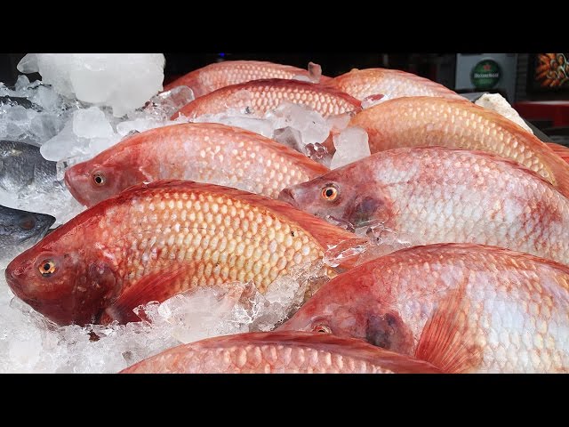 Taiwan Street Food - Red Sea Bream Fish 真鯛魚 / マダイの魚 / 붉은 도미 물고기