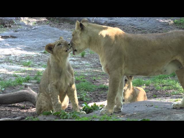 Sony FDR-AX100 Lion Cubs Video Sample