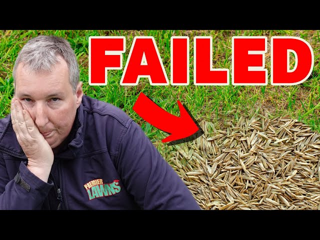 The BIGGEST mistake you can make overseeding your lawn