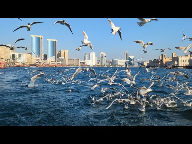 Just watch and see Bur Dubai to Deira boat journey natural view natural sound. just feel it wow