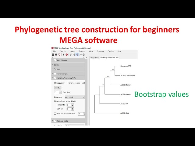 Phylogenetic analysis for beginners using MEGA 11 software