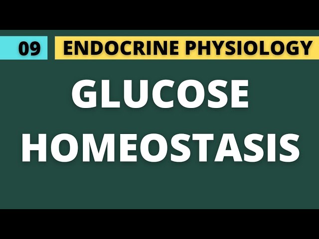 09 GLUCAGONE AND GLUCOSE HOMEOSTASIS | ENDOCRINE PHYSIOLOGY