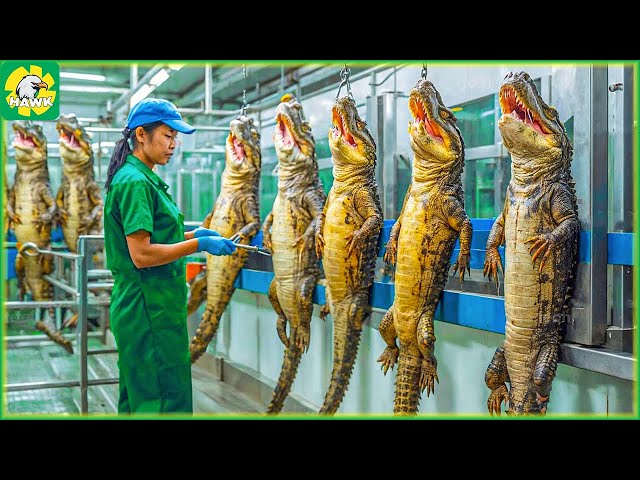 🐊 How To Process Giant Crocodile Meat and Skin | Processing Factory