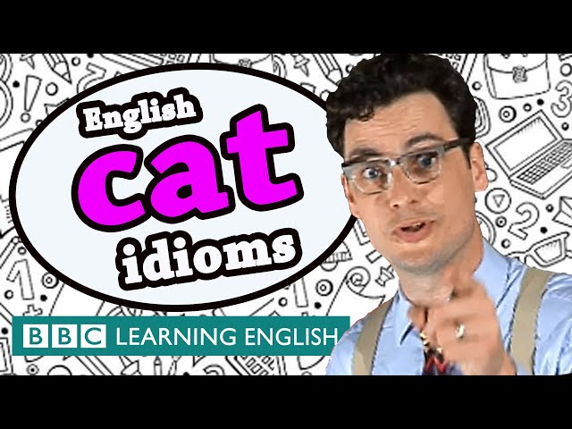 Cat Idioms - Learn English idioms with The Teacher