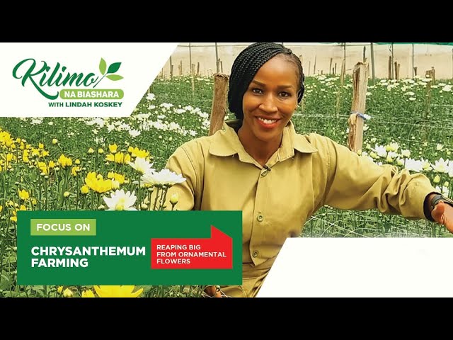Focus on Chrysanthemum Flower Farming  |  Kilimo na Biashara